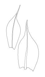 Goniomitrium acuminatum, comal leaves. Drawn from S. Berggren 1405, CHR 573734, and Australian isotype, J. Drummond 6, CHR 620600.
 Image: R.C. Wagstaff © Landcare Research 2019 CC BY 3.0 NZ